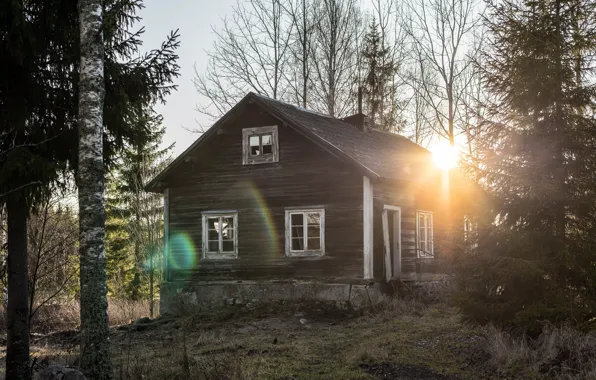 Picture forest, light, house, morning