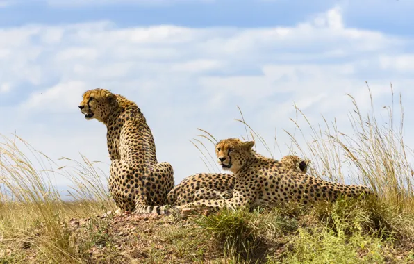 Cats, stay, cheetahs