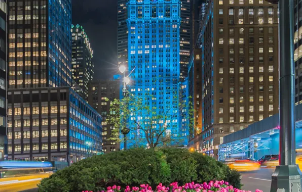 Flowers, street, building, New York, Manhattan, tulips, flowerbed, Manhattan