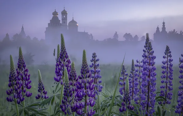 Church, temple, lupins