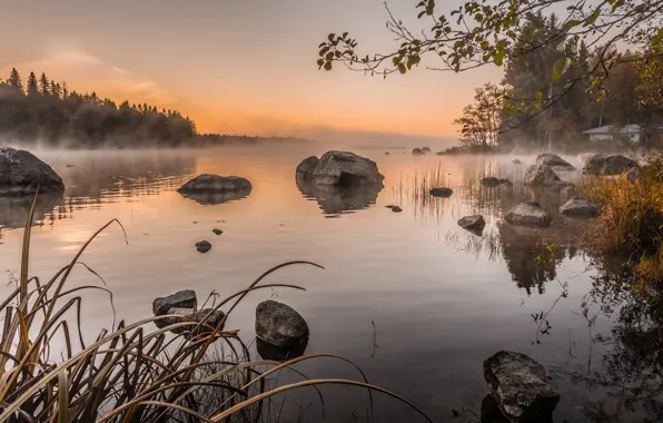 Picture the sky, trees, fog, lake, stones, morning