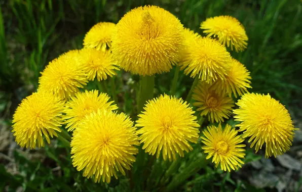 Picture flowers, yellow, dandelion, glade, spring