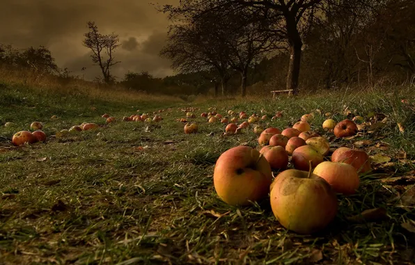 Picture autumn, apples, garden, fallen, after the storm