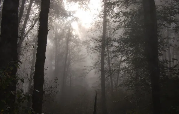 Picture forest, trees, nature, fog, twilight