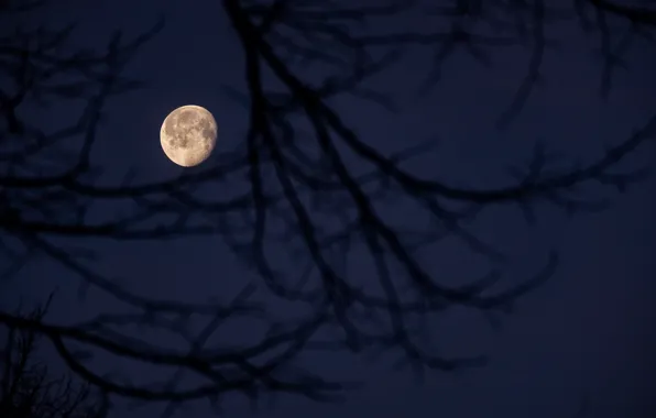 Picture the sky, night, branches, nature, the moon