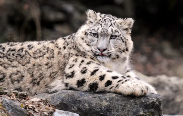 Leopard, Snow leopard, IRBIS