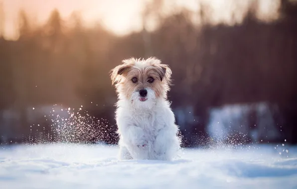 Snow, running, dog