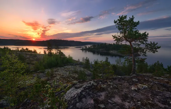 Picture sunset, river, shore, pond, pine