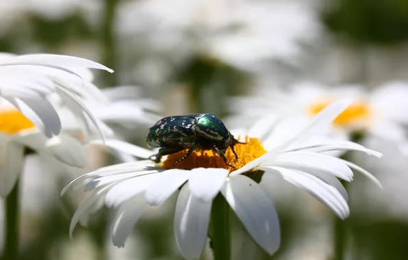 Picture flowers, background, chamomile, beetle