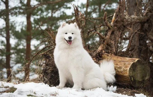 Winter, forest, language, snow, trees, nature, roots, pose