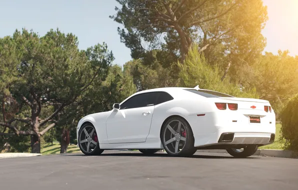 Picture trees, shadow, white, wheels, Chevrolet, Blik, camaro, rear view