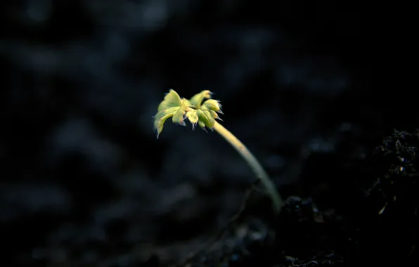 Macro, earth, Rostock, spring