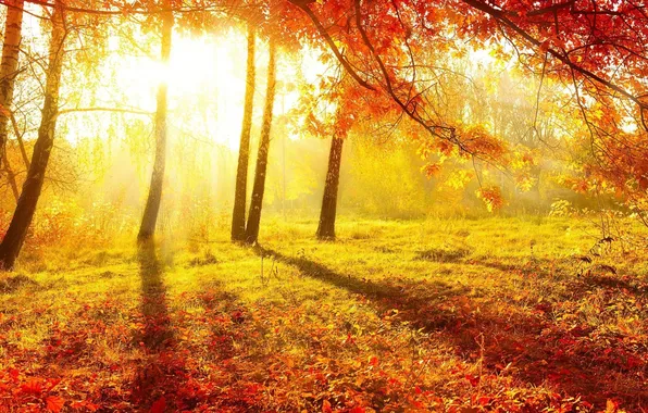 Autumn, forest, light, nature