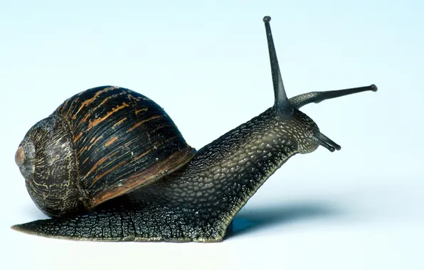 Snail, plan, large
