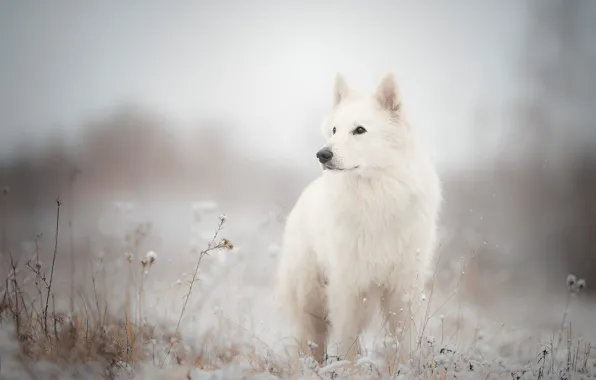 Picture grass, snow, dog, The white Swiss shepherd dog