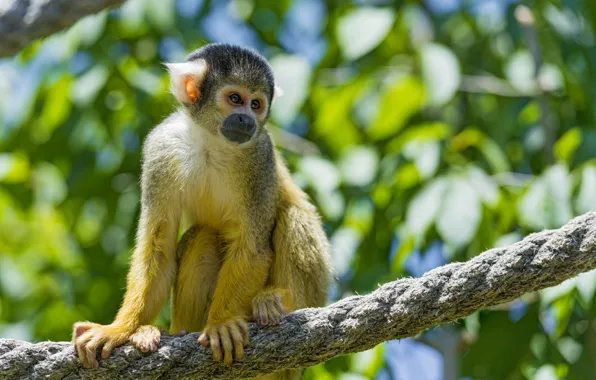 Picture rope, ©Tambako The Jaguar, squirrel monkeys, squirrel monkey