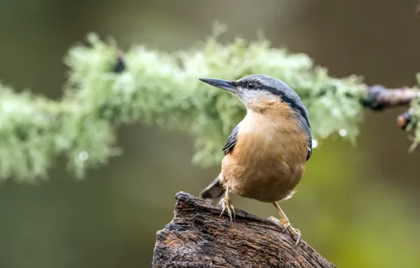 Bird, snag, bokeh, nuthatch