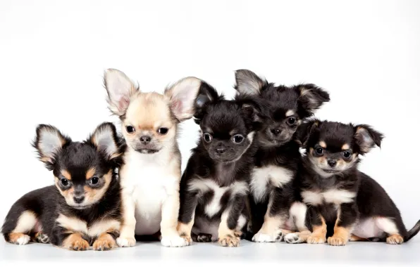 Puppies, Chihuahua, cute, quintet