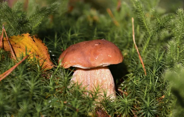 Picture white, mushroom, leaf, moss, Borovik