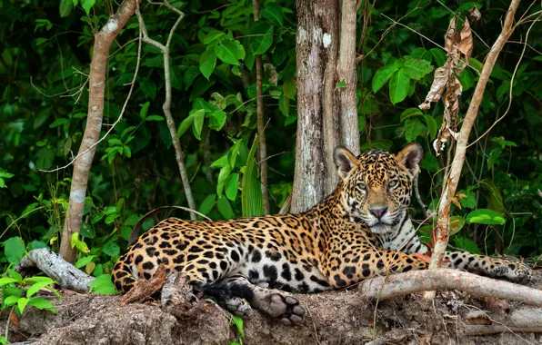 Branches, foliage, lies, Jaguar, the bushes
