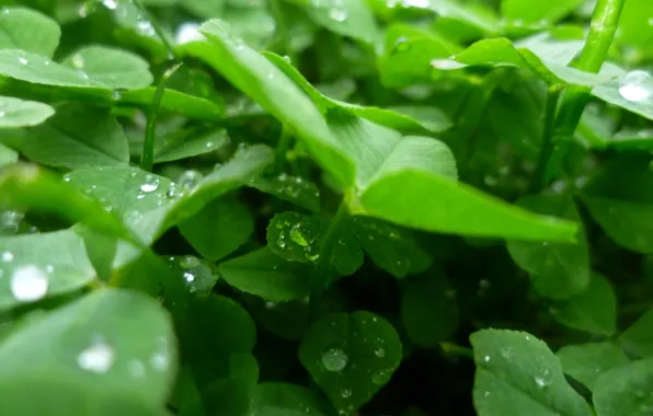 Macro, Grass, Rosa, Clover