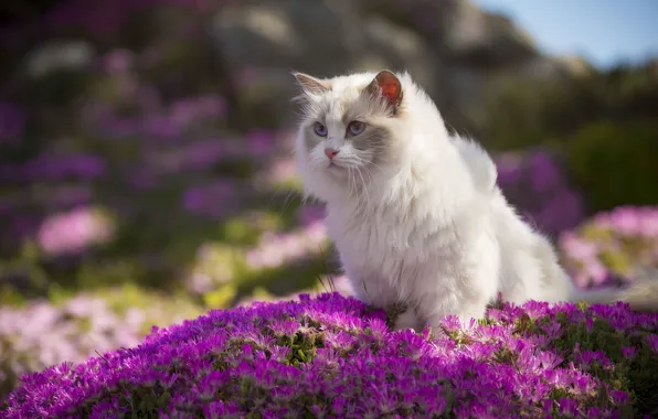 Cat, cat, look, flowers, nature, background, pink, blue eyes