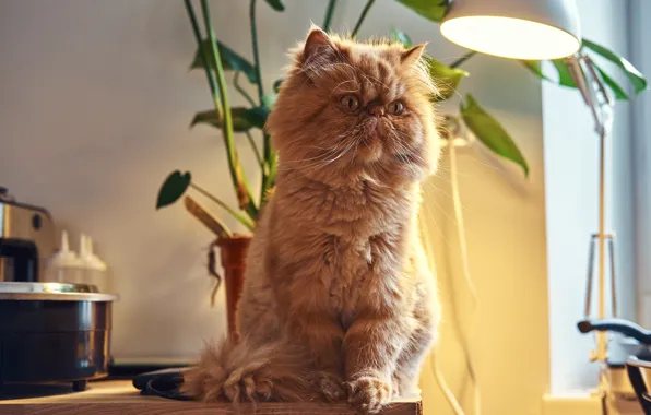 Cat, cat, red, sitting