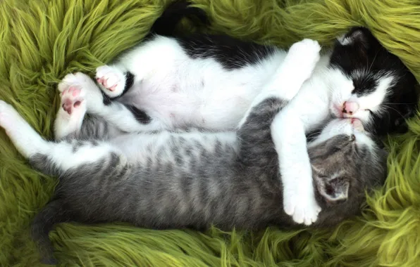 Cat, cat, green, kitty, grey, background, black and white, sleep