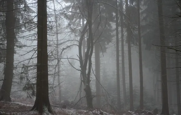 Winter, forest, snow, trees, nature, fog, Germany, Germany