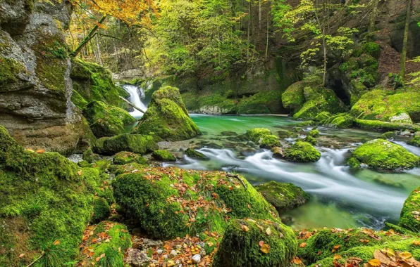 Picture autumn, forest, leaves, trees, stream, stones, waterfall, moss