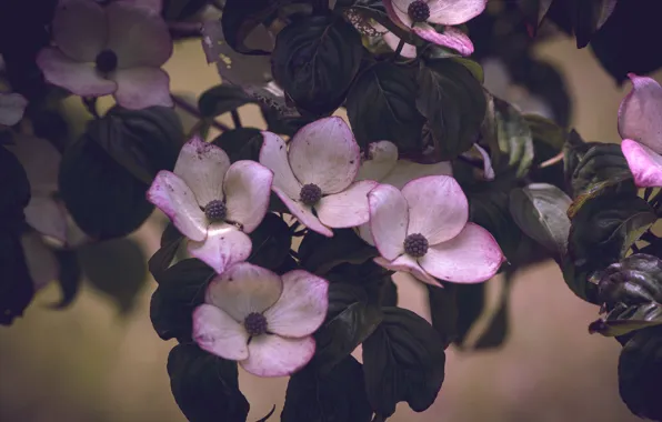 Leaves, flowers, branches, pink, white, flowering, dogwood