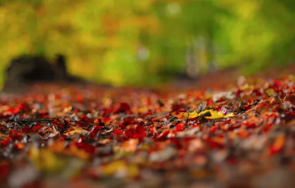 Picture autumn, macro, glare, foliage, razmytost