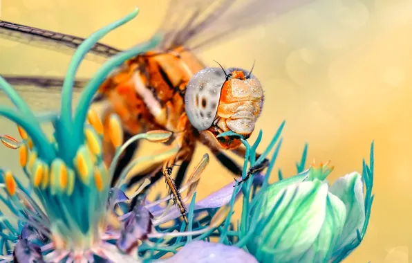 Flower, macro, dragonfly, insect