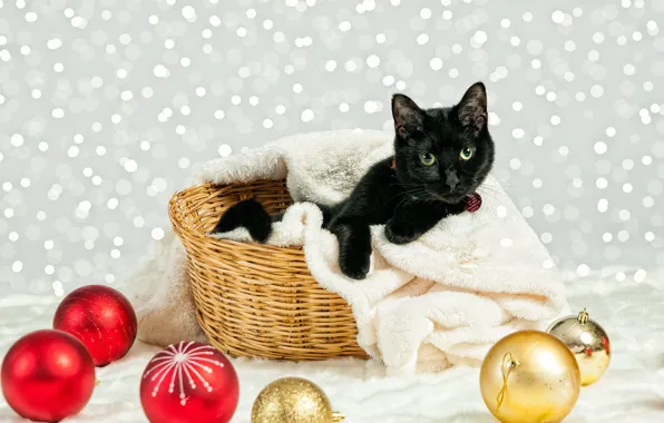 Cat, cat, look, balls, pose, black, Christmas, New year