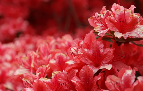 Picture flowers, red, nature, background, petals, stamens, al, inflorescence