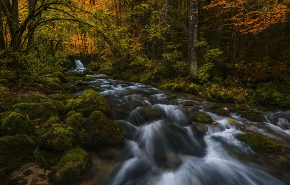 Picture autumn, forest, nature, river, stones, moss, threads