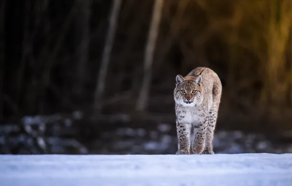 Winter, forest, look, snow, lynx, wild cat, bokeh