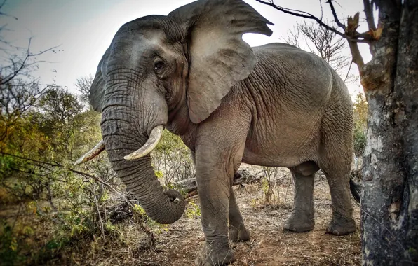 Elephant, Africa, tusks, trunk