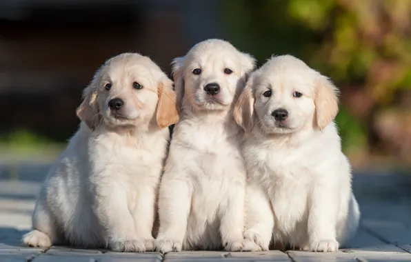 Dogs, puppies, trio, Trinity