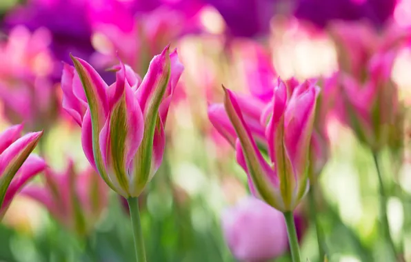 Macro, blur, tulips, pink, buds, bokeh