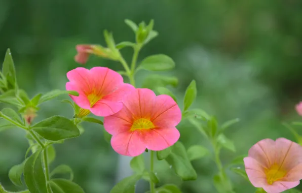 Flowers, spring, pink, beautiful