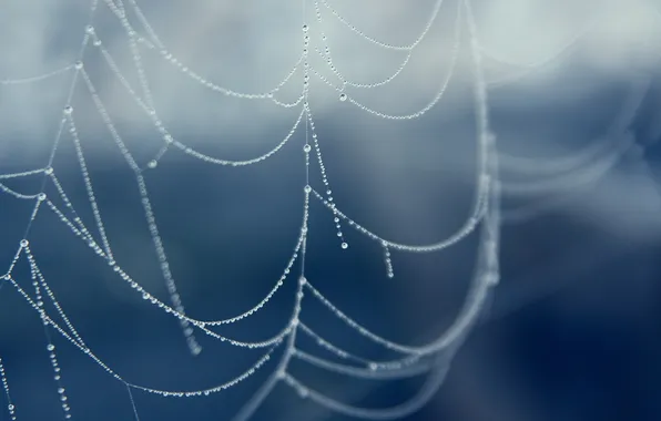 Water, drops, web