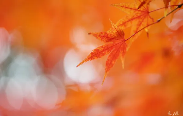 Picture leaves, glare, background, red