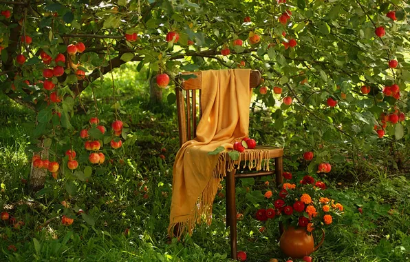 Picture nature, tree, apples, grass