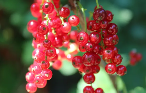 Picture greens, red, currants, macro.
