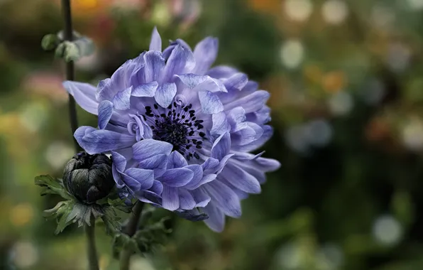 Flower, Bud, Blooming