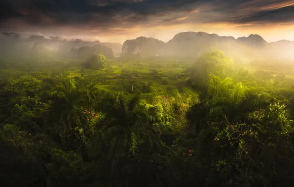 Mountains, palm trees, field, valley, jungle, haze