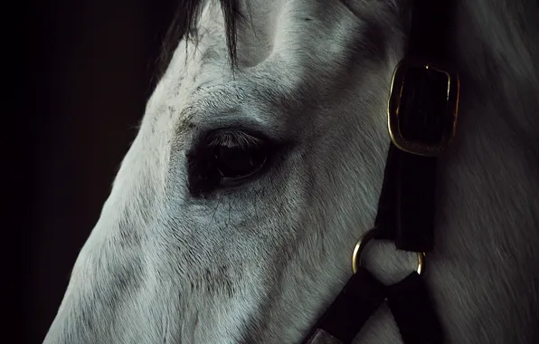 White, close-up, sadness, horse, eye, strap, slavery