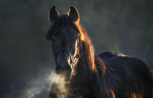 Picture look, face, light, horse, black, horse, portrait, pair