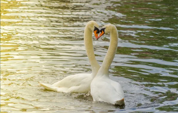 Love, pond, pair, swans